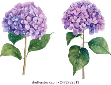 Watercolor purple hydrangea flower on white background