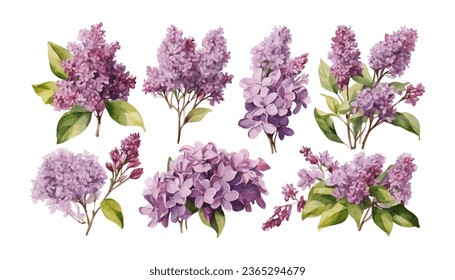 watercolor purple lavender flower element set isolated on white background