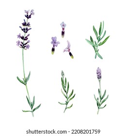 Watercolor purple lavender flowers and leaves collection