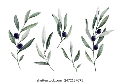 Watercolor purple olive branch set. Hand painted floral illustration with olive fruit and tree branches with leaves isolated on white background