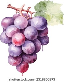 Uvas de color de agua morado y rosa, ilustración vectorial de las uvas en color de agua vintage