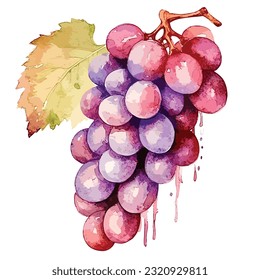 Uvas de color de agua morado y rosa, ilustración vectorial de las uvas en forma de acuarela vintage, uva vectorial, púrpura y rosa
