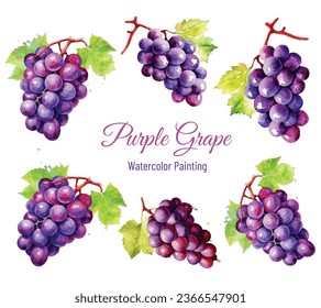 Watercolor Purple and pink grapes, Vector illustration of grapes in vintage watercolor style, Vector illustration of grapes in vintage watercolor style