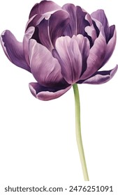 Watercolor Purple Tulips Set and Green leaf. Hand painted flower isolated on white background. Watercolor illustration for print