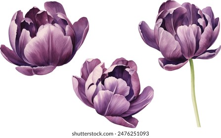 Watercolor Purple Tulips Set and Green leaf. Hand painted flower isolated on white background. Watercolor illustration for print