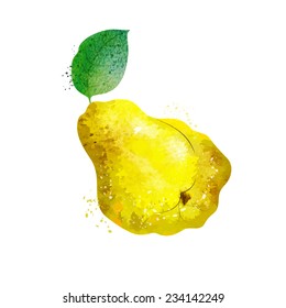 Watercolor quince vector