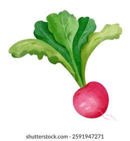 Rabanete aquarela. Vegetal desenhado à mão. Comida vegana saudável.