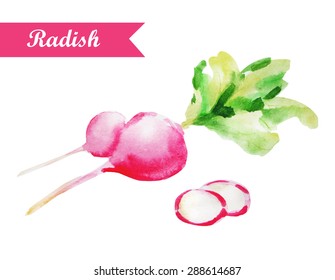 Watercolor radish. Vector isolated illustration on white background. Illustration for cooking site, menus, books.
