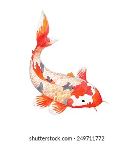 Watercolor rainbow carp. Hand drawn natural fish isolated on white background. Vector oriental wildlife illustration. Single object