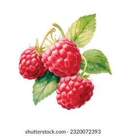 Watercolor raspberries with leaves illustration, isolated on a white background, vector raspberry 
