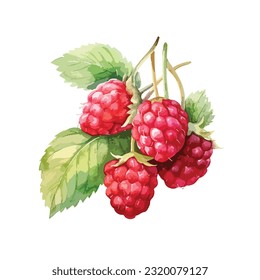 Watercolor Raspberry branch with berries, isolated on white background, botanical illustration, vector
