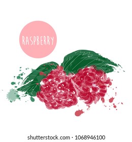 watercolor raspberry illustration. hand drawn raspberry vector painting. 