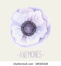 Watercolor realistic anemone. Hand drawn vector illustration.