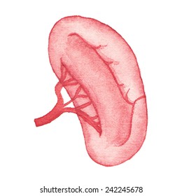 Watercolor Realistic Human Kidney On The White Background, Aquarelle.  Vector Illustration. Hand-drawn Decorative Element Useful For Invitations, Scrapbooking, Design.