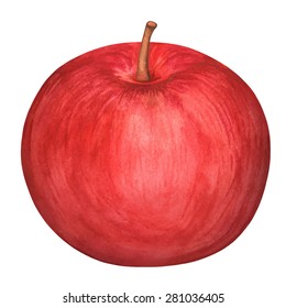 Watercolor red apple closeup isolated on white background. Hand painting on paper