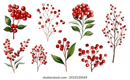 Colección de clipart vectorial de la rama de bayas rojas de color de agua.  Aislado en el conjunto de ilustraciones vectoriales de fondo blanco. 