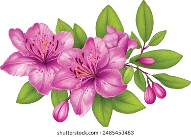 Watercolor red bouquet azaleas flower illustration. Hand drawn azaleas flower design.