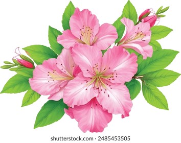 Watercolor red bouquet azaleas flower illustration. Hand drawn azaleas flower design.