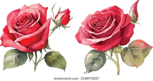 Watercolor red bouquet roses illustration. rose flower