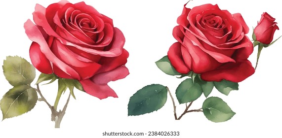 Watercolor red bouquet roses illustration. rose flower