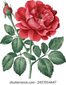 Watercolor red bouquet roses illustration. rose flower