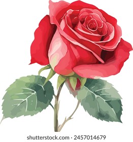 Watercolor red bouquet roses illustration. rose flower