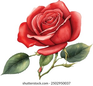Watercolor red bouquet roses illustration. rose flower