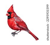 Watercolor Red Cardinal Bird Hand Painted Illustration isolated on white background