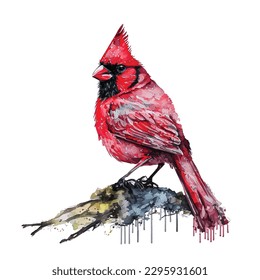 Watercolor Red Cardinal Bird Hand Painted Illustration isolated on white background