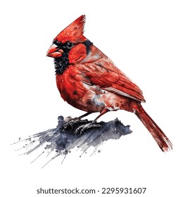 Watercolor Red Cardinal Bird Hand Painted Illustration isolated on white background