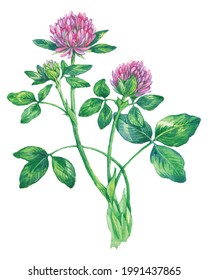 Watercolor Red Clover isolated on a white background. Hand drawn herb illustration. Vector picture
