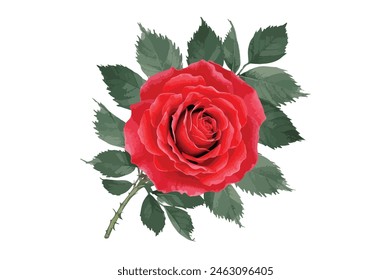 Watercolor red flower clipart illustration and rose floral branch with green leaves on white background, 