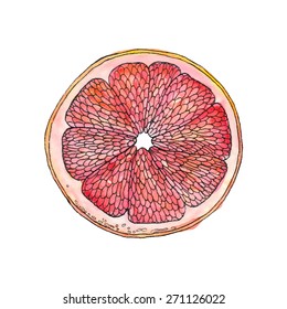 Watercolor Red Grapefruit slice vector