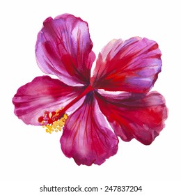 Watercolor red hibiscus. Hand drawn illustration. Vector option.