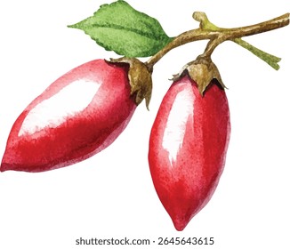Watercolor Red Jujube Fruits on Branch vector illustration