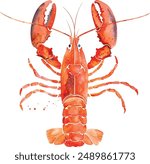 Watercolor red lobster isolated on white. Hand painted illustration