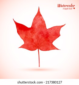 Watercolor red maple leaf. Vector. 