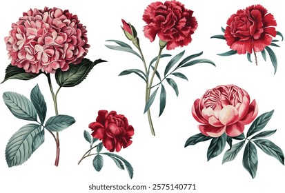 watercolor Red peony, hydrangea, flowers. Vintage watercolor flower set.