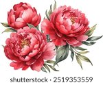 Watercolor red peony rose bouquet illustration. Hand draw rose flower