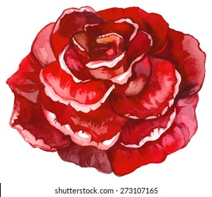 Watercolor red rose.