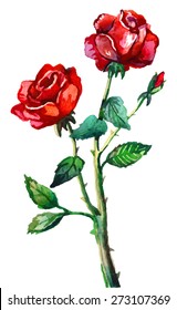 Watercolor red rose.