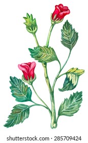 Watercolor red rose.