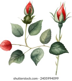 Watercolor red rose clipart for graphic resources