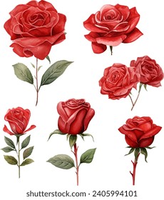 Watercolor red rose clipart for graphic resources