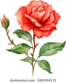 Watercolor red rose clipart for graphic resources