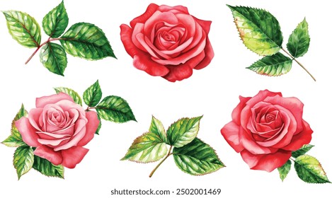 Watercolor red rose clipart for graphic resources