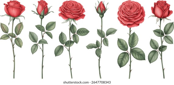 
Watercolor red rose flower and leaf set. Vintage botanical rose illustrations with leaves.