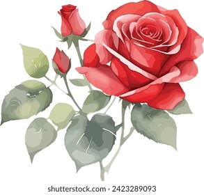 watercolor red rose flowers, vector illustration