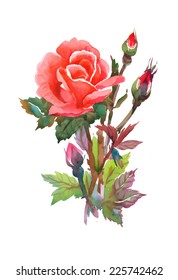 Watercolor red rose isolated on white background vector illustration