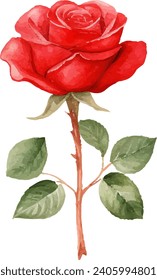 watercolor red rose isolated on white background. vector illustration